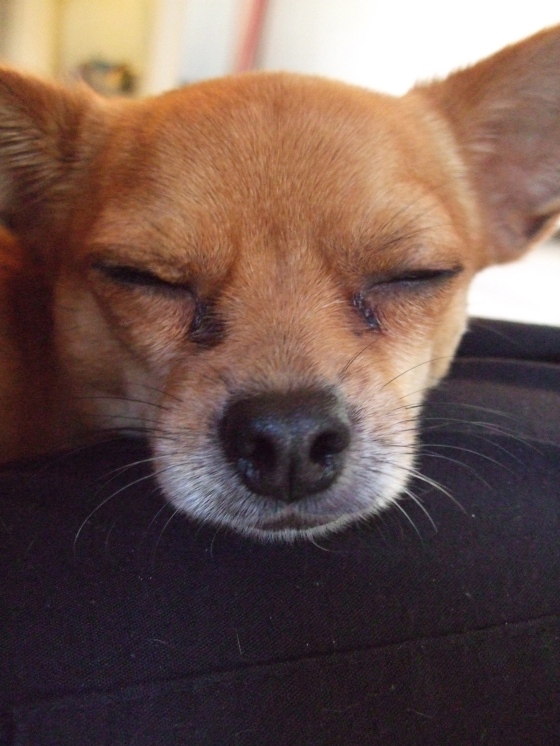 Bruiser, the little Chihuahua mix. What a gentleman.