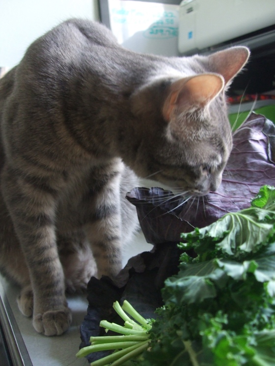 Mingus sniffin' the greens portion of my produce box - kale, purple cabbage, creole green onions, and beets. Pushing myself to cook new things! Especially enjoyed the brussel sprouts.