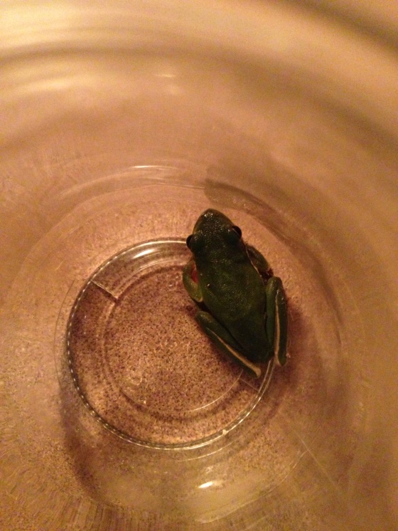 Small tree frog that jumped on my face while in bed, was safely returned to the outdoors.