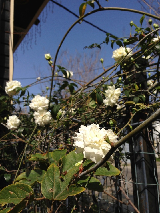 Ann's Roses in full bloom already, welcoming the Springtime.