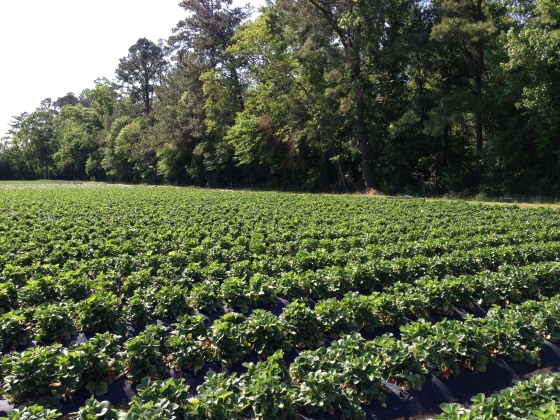 Rows and rows of strawberry plants - lovingly hand tilled, planted, and harvested each year.