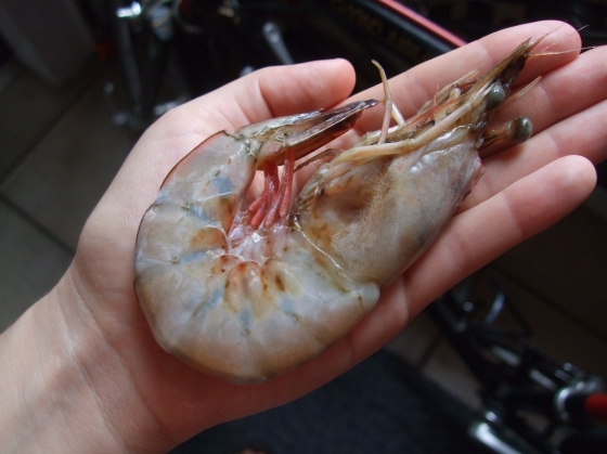 Never understood jumbo shrimp until this moment.